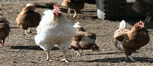 300 mil galinhas são vacinadas contra a doença de newcastle