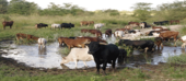 Chuva regular em Chicualacuála contribui para melhoria das condições de alimentação e abebeiramento do gado