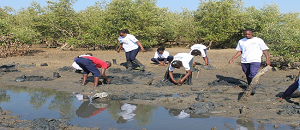 Em curso plantio de mangal na fóz do rio limpopo no âmbito da protecção ambiental