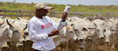 Cerca de 7.082 cabeças de gado bovinos vacinados contra o carbúnculo hemático em Xai-Xai
