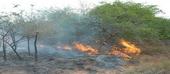 Distrito de Chicualacuála poderá registar escassez de pasto devido queimadas descontroladas que devastam extensas áreas florestais