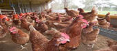 Distrito de Chigubo poderá produzir ovos para abastecer o mercado local
