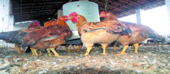 Distrito de Guíja prevê vacinar 90.000 galinhas contra new castle