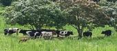 Em Guijá apesar da perda de 3190 animais devido a seca, o efectivo de gado tende a restabelecer-se devido a chuva que cai desde os finais de 2016