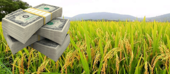 Mais de 5 milhões de dolares estão a ser investidos para produção de arroz em Mandlakaze