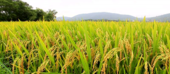 Mandlakaze prevê colher na presente campanha mais de 9300 toneladas de arroz