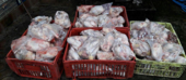 Na Província de Gaza INAE cativa perto de 10 mil unidades de frango 