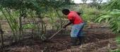 Produtores de Chókwè beneficiam de sementes e demonstração de técnicas de cultivo