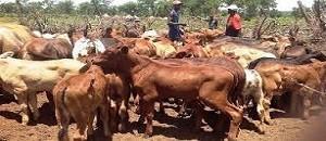 Em Guijá o sector pecuário afirma estarem garantidas infra-estruturas sanitárias suficientes para o controlo das doenças nos animais.